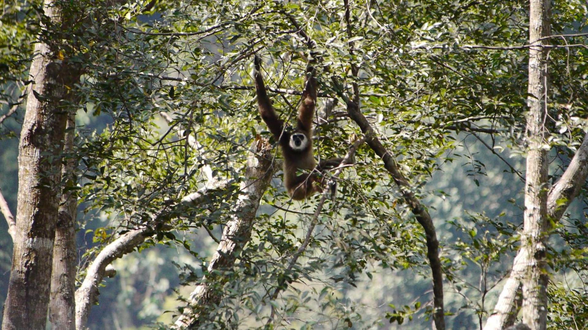 Batu Kapal Guest House & Jungle Trekking Bukit Lawang Ngoại thất bức ảnh
