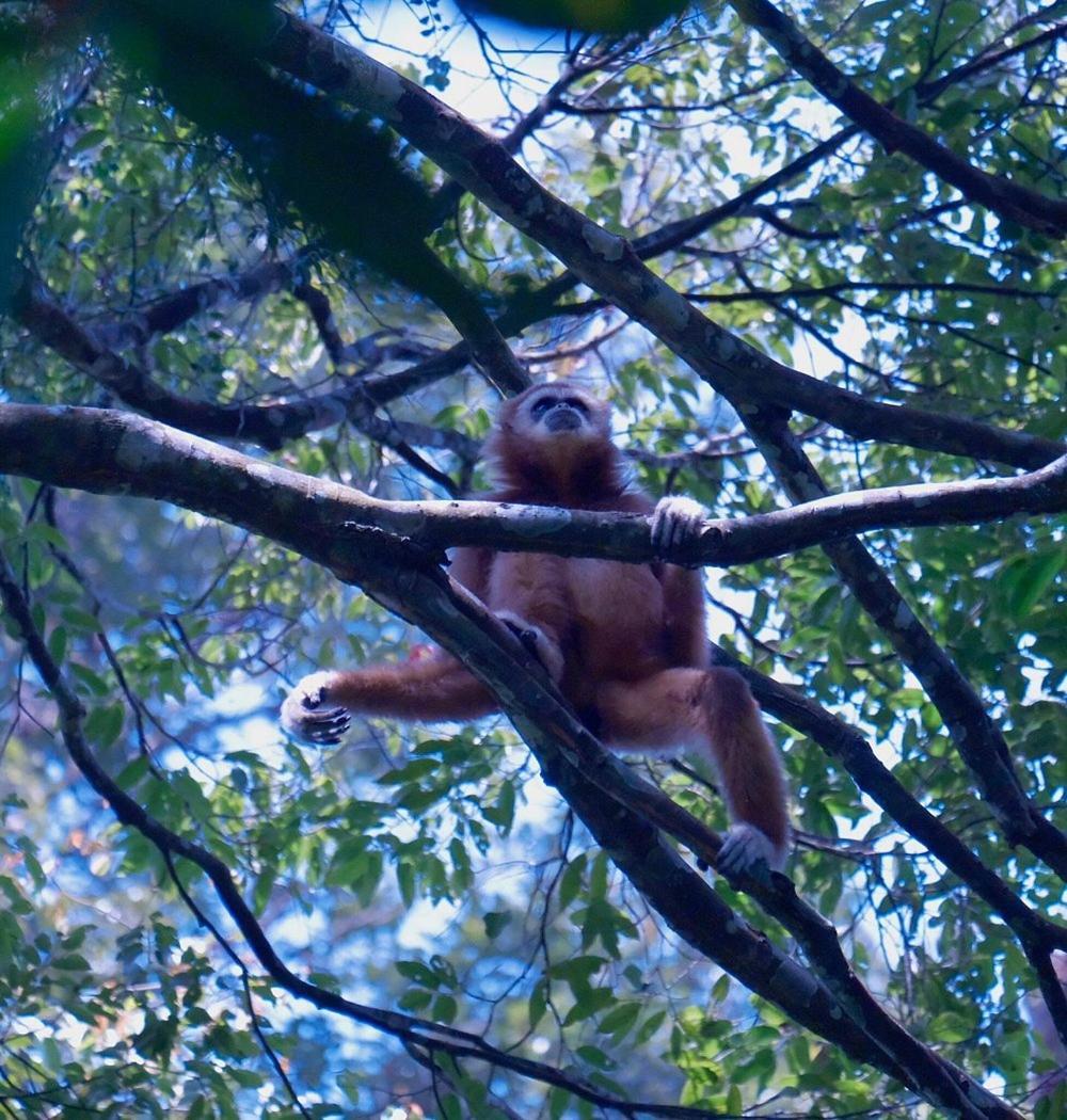 Batu Kapal Guest House & Jungle Trekking Bukit Lawang Ngoại thất bức ảnh