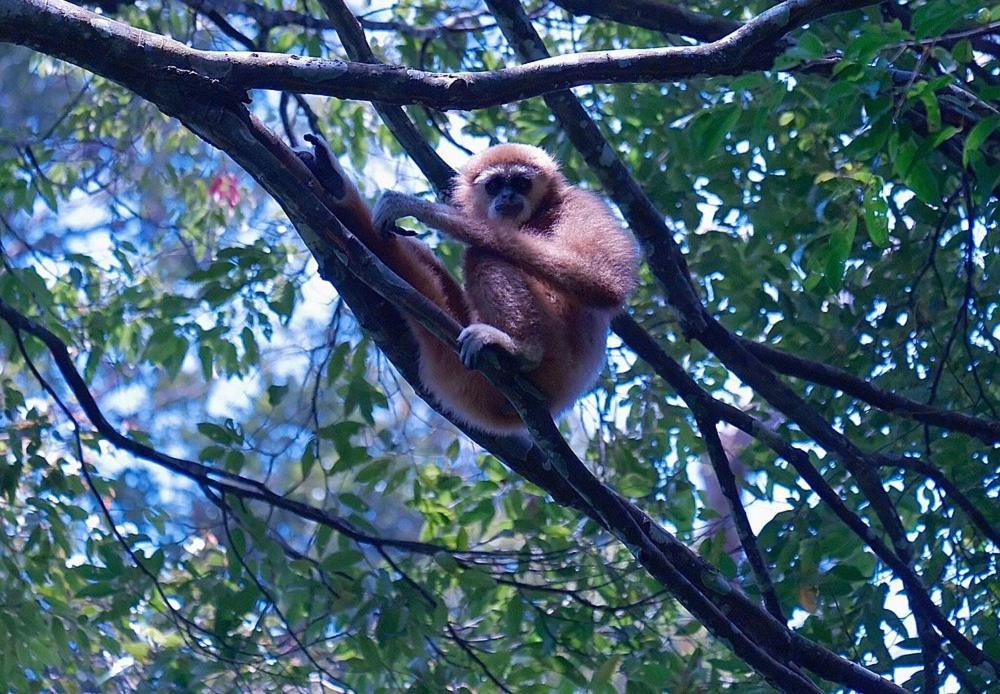 Batu Kapal Guest House & Jungle Trekking Bukit Lawang Ngoại thất bức ảnh