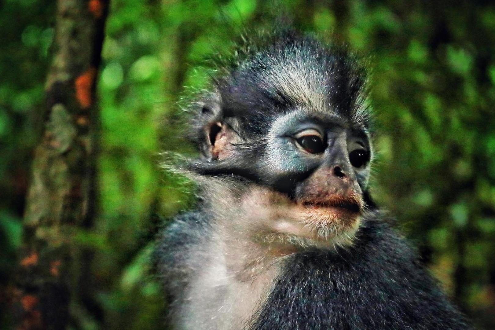Batu Kapal Guest House & Jungle Trekking Bukit Lawang Ngoại thất bức ảnh
