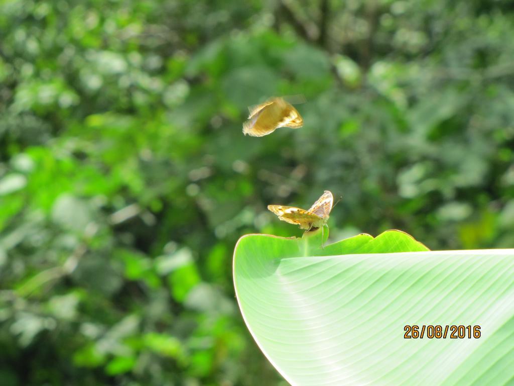 Batu Kapal Guest House & Jungle Trekking Bukit Lawang Ngoại thất bức ảnh