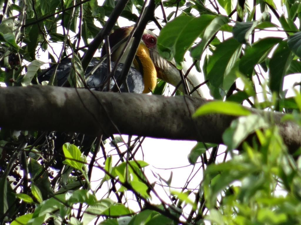 Batu Kapal Guest House & Jungle Trekking Bukit Lawang Ngoại thất bức ảnh