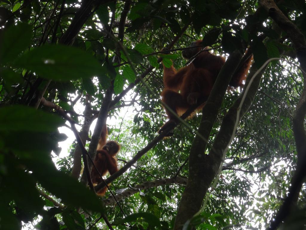 Batu Kapal Guest House & Jungle Trekking Bukit Lawang Ngoại thất bức ảnh